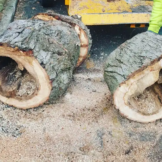 Cut log rounds with hollow cores from a removed tree