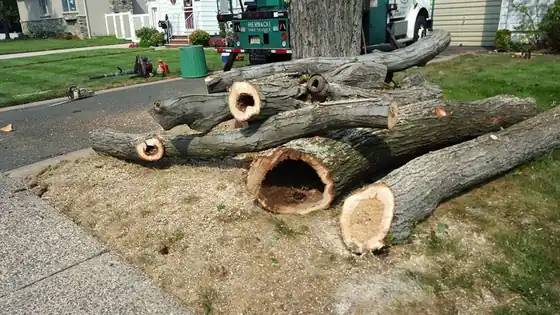 Large trunk sections staged on a lawn after a removal
