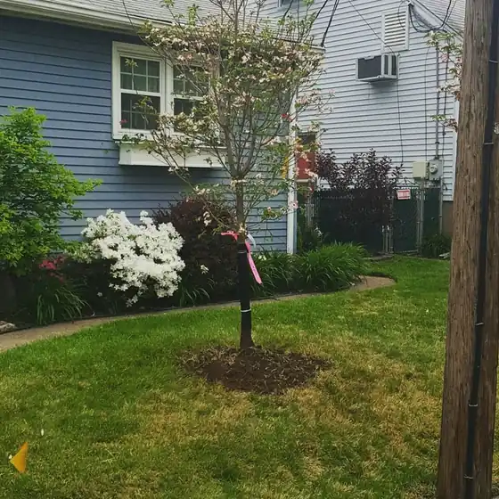 A young flowering tree freshly planted beside a house