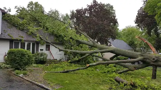A fallen tree resting against the side of a house