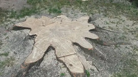 A fresh flush-cut stump sitting in sawdust