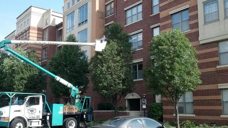 Bucket truck reaching into a tree canopy beside brick condos