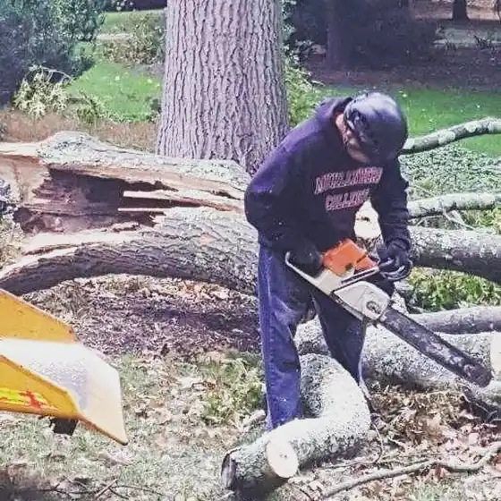 A crew member bucking a log with a chainsaw