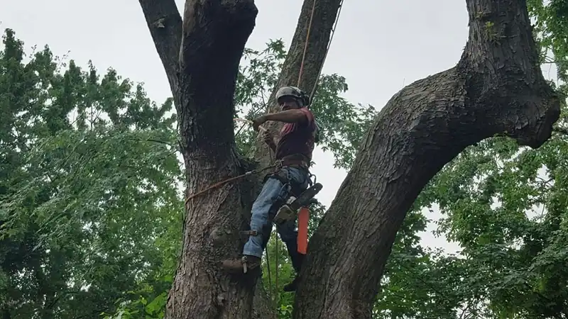 A Live Oak climber roped into the canopy of a large tree