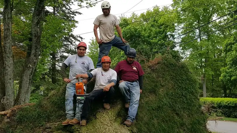 The Live Oak Tree Service crew standing on a felled trunk after a removal