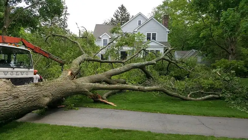Knuckleboom crane lifting a fallen tree off a property