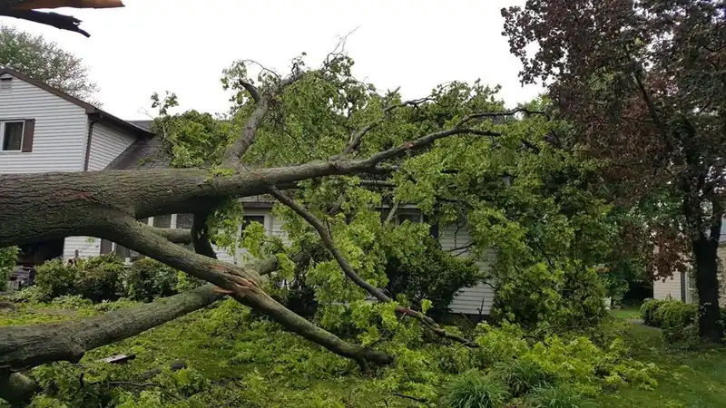 Storm-felled tree lying against the side of a house