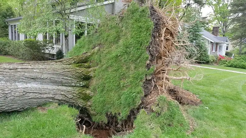 Uprooted tree with its root plate torn out of a Bergen County front lawn